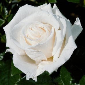 Diamond Wedding Rose Bare Root Rose