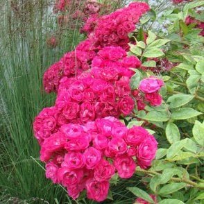 Dinky Bare Root Rose