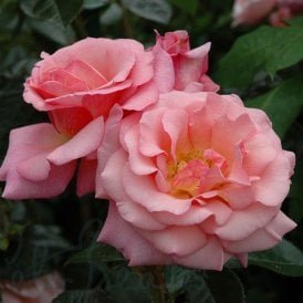 Dixieland Linda