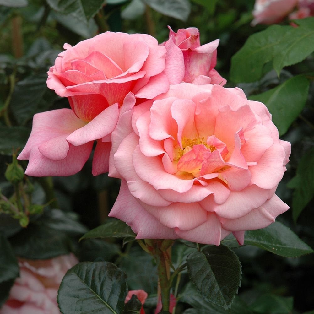 Lint Roses Linda Roses