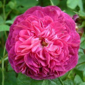 Duc De Fitzjames