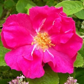 Duchess Of Portland Potted Rose