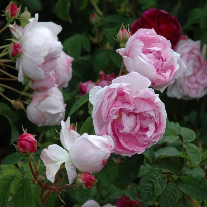 Duchesse D'Angouleme