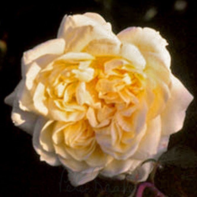 Duchesse d'Auerstädt