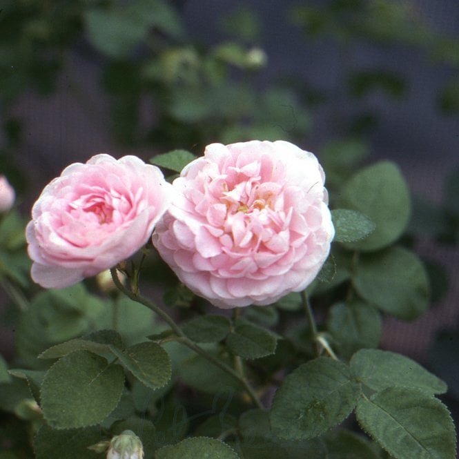 Duchesse De Montebello
