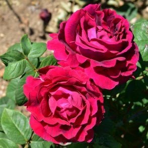 Duke Of Wellington Bare Root Rose