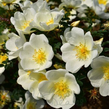 Dunwich Rose