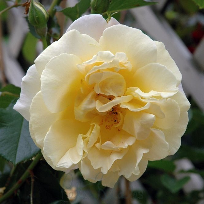 Easlea’s Golden Rambler