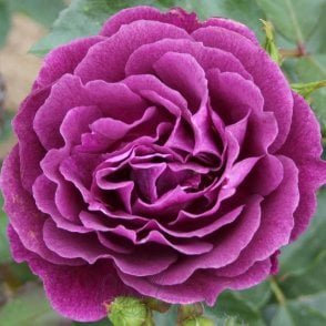 Ebb Tide Potted Rose