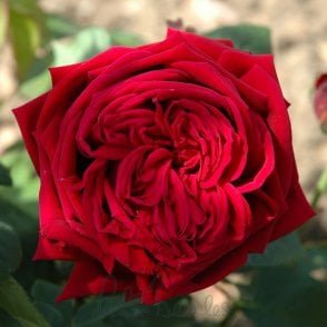 Eclair Bare Root Rose