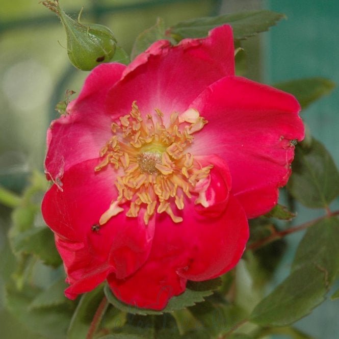 Eddie’s Jewel