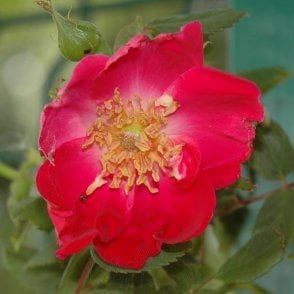 Eddie’s Jewel Bare Root Rose