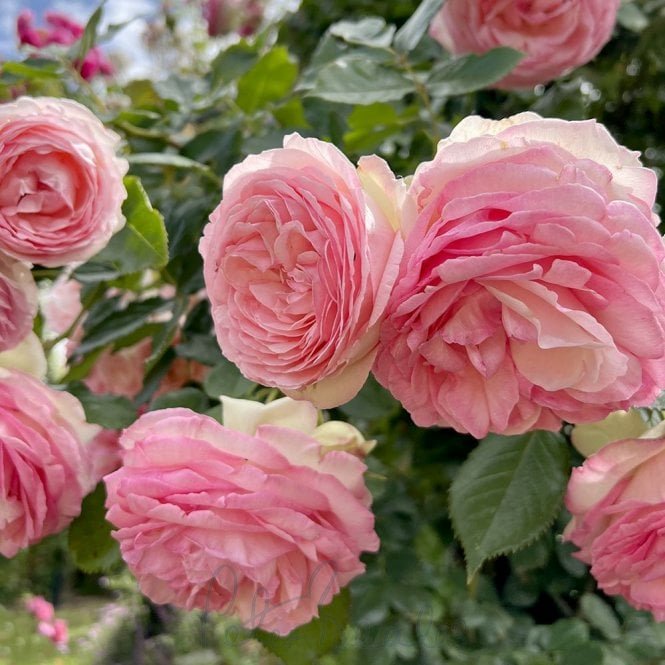 Eden Rose '88