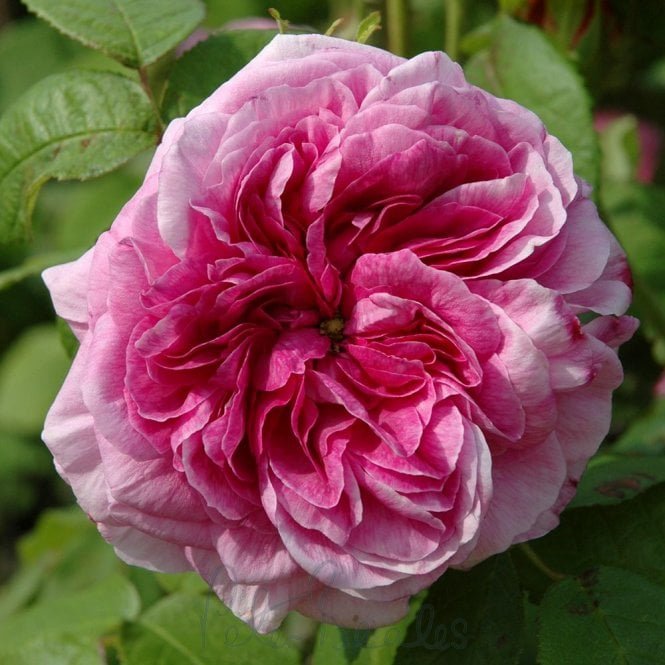 Empress Josephine