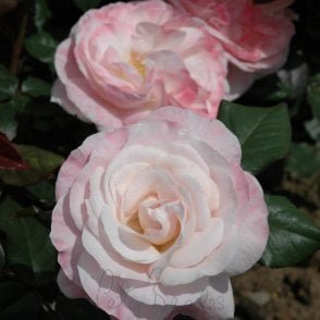 English Miss Bare Root Rose