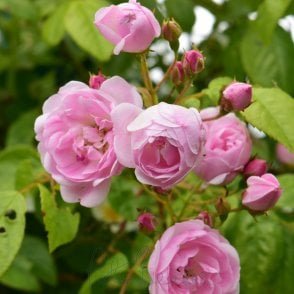 Ethel Bare Root Rose