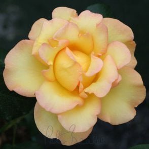 Eureka Potted Rose