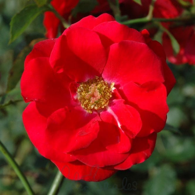 Evelyn Fison