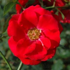Evelyn Fison Potted Rose