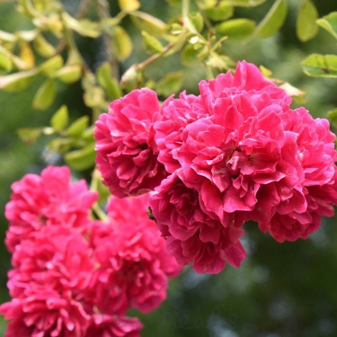 Excelsa