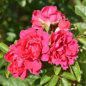 F. J. Grootendorst Bare Root Rose