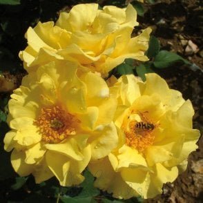 Faithful Friend Bare Root Rose