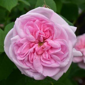 Fantin-Latour Bare Root Rose