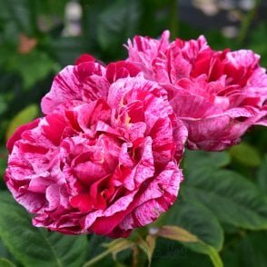 Ferdinand Pichard Potted Rose