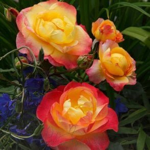 Flaming Star Bare Root Rose