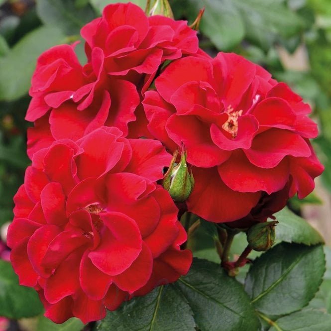 Flanders Rose
