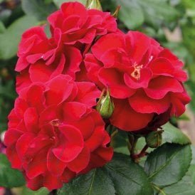 Flanders Rose