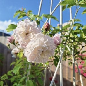 Flora Bare Root Rose