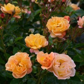 Flower Carpet Amber Potted Rose
