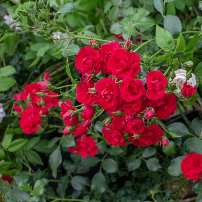 Flower Carpet Cherry