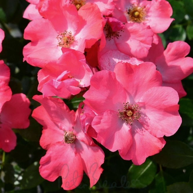 Flower Carpet Coral