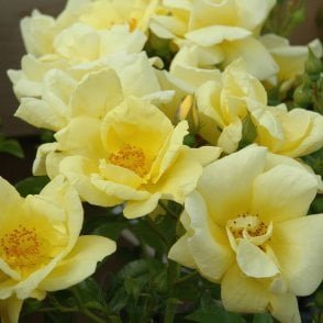 Flower Carpet Gold Bare Root Rose