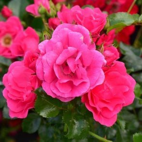Flower Carpet Pink Bare Root Rose