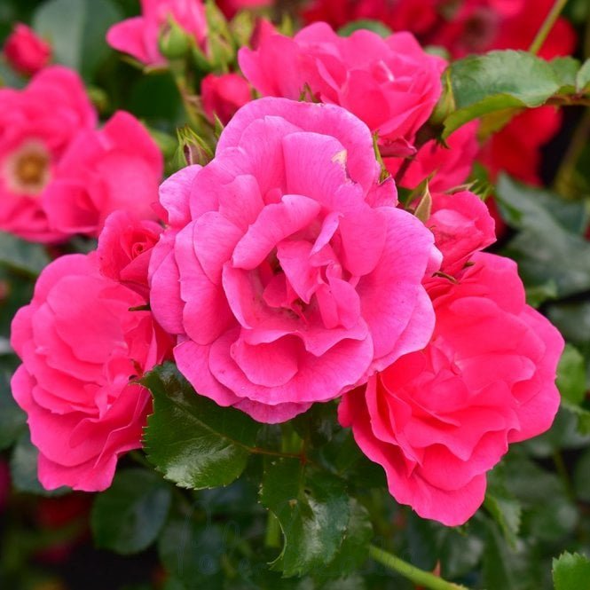 Flower Carpet Pink (Standard)