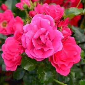Flower Carpet Pink (Standard)