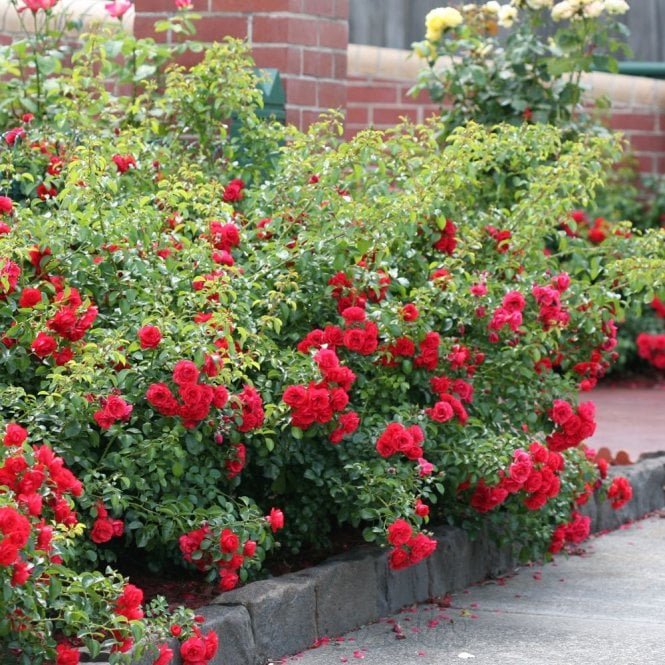 Flower Carpet Scarlet