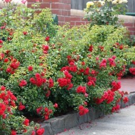 Flower Carpet Scarlet
