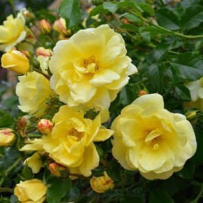 Flower Carpet Sunshine Bare Root Rose