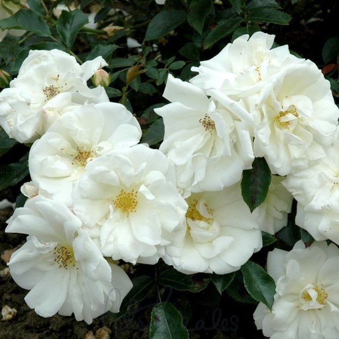 Flower Carpet White