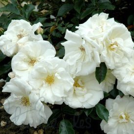 Flower Carpet White