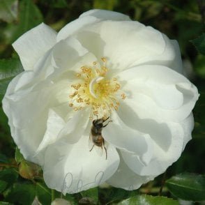 Flower Carpet White (Standard) Bare Root Rose