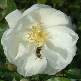 Flower Carpet White (Standard)