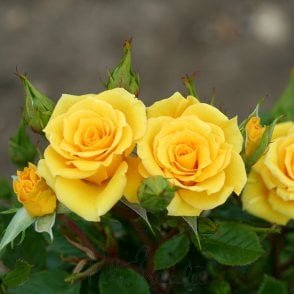 Flower Power Gold Bare Root Rose