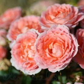 Flower Power (Patio Standard)