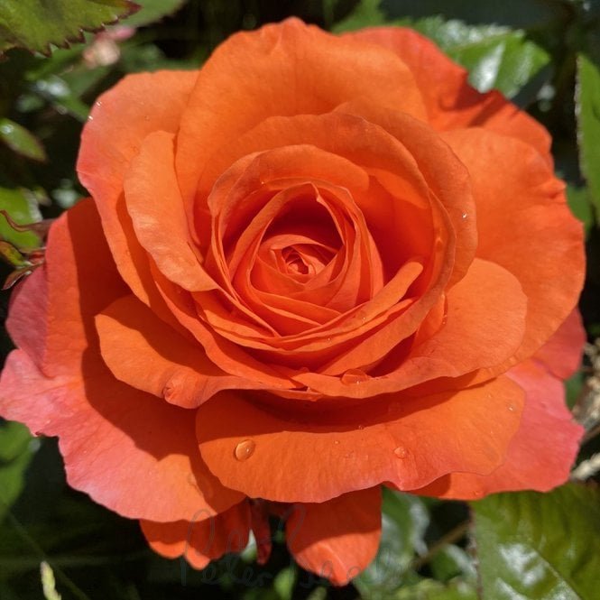 For You With Love