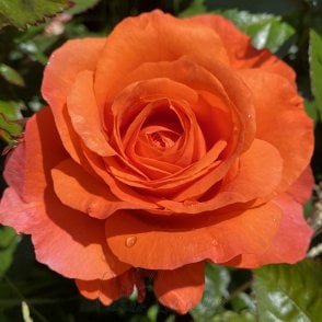 For You With Love Bare Root Rose